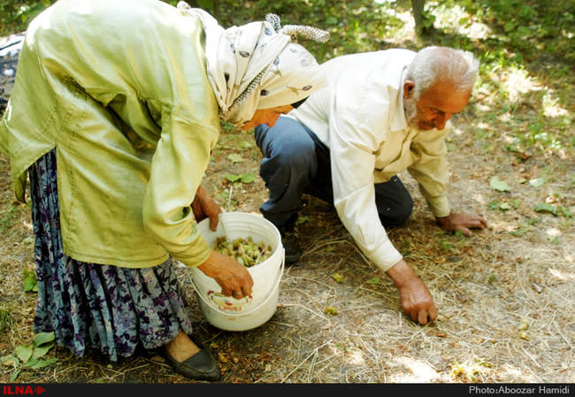 برداشت فندق در رودبار گیلان