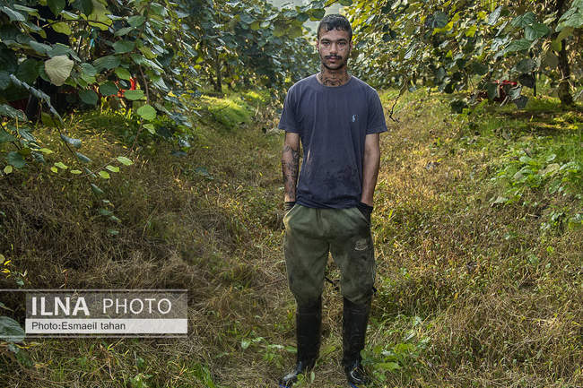 کار و امید، قصه زنان باغ کیوی