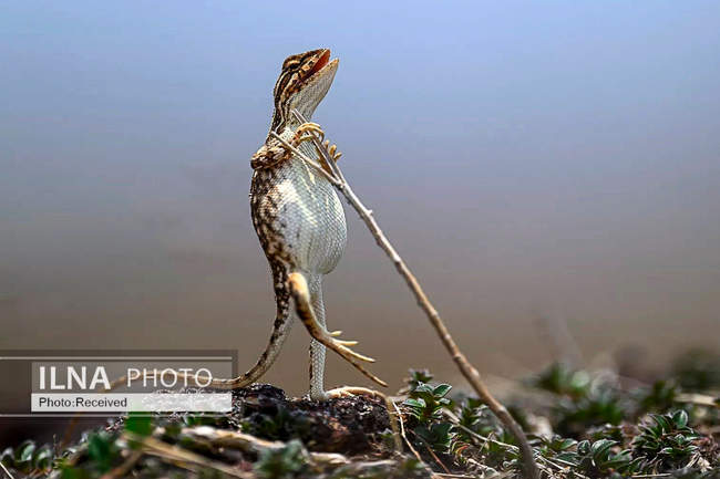  بامزه‌ترین مسابقه عکاسی جهان 