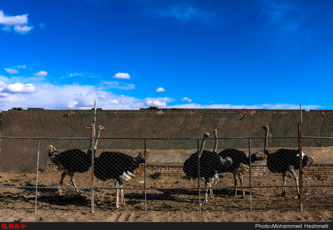 پرورش شترمرغ در سبزوار‎