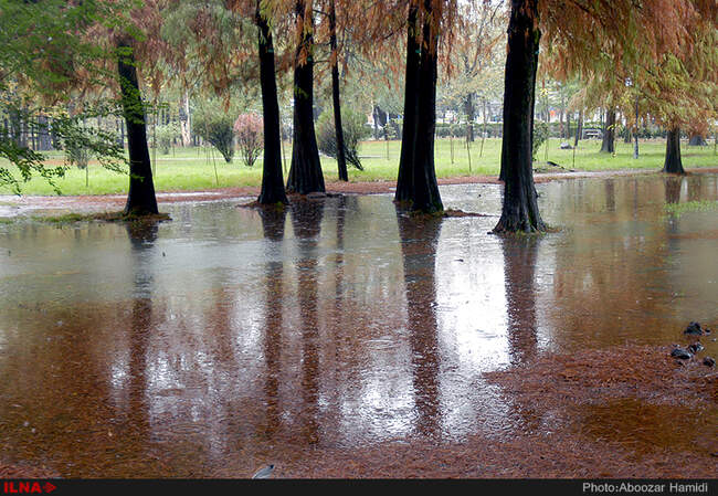 بارش باران در رشت