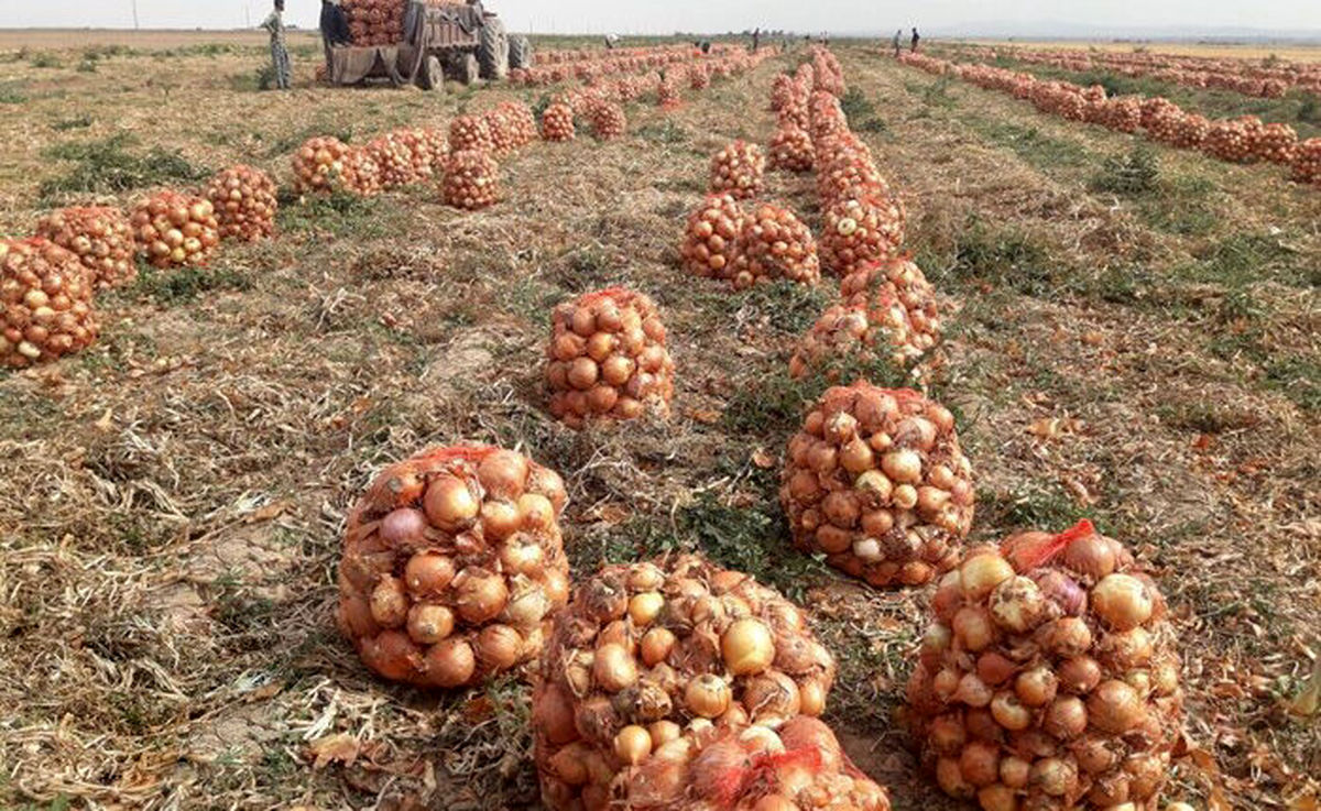 تولید بیش از ۶ هزار تن پیاز در جغتای خراسان رضوی