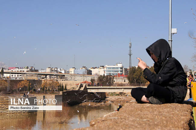 پرندگان مهاجرکاکایی درشیراز