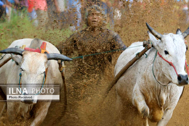  مسابقه سنتی گاوها در زمین‌ گل‌آلود شالیزار 
