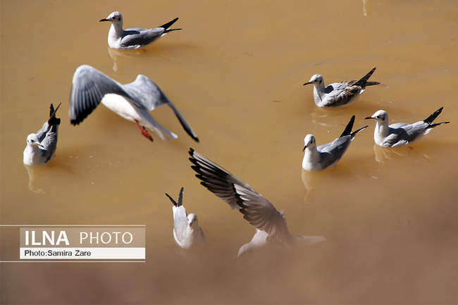 پرندگان مهاجرکاکایی درشیراز