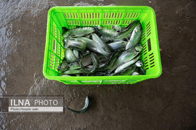 برداشت شب یلدایی‌ ماهی قزل آلا در تلیسه‌ نمونه