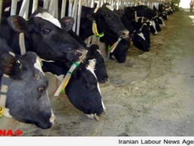 دامداری‌ها از وایتکس و جوش شیرین در شیر استفاده می‌کنند نه کارخانجات