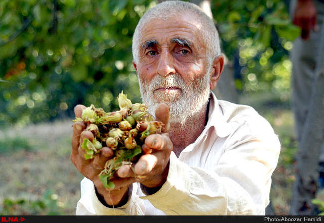 برداشت فندق در رودبار گیلان