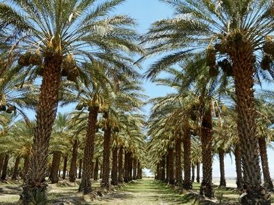ضرورت تأمین منابع اعتباری و تسریع طرح نوین آبیاری نخلیات استان بوشهر