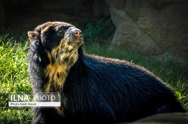 باغ وحش اسمیتسونین واشنگتن