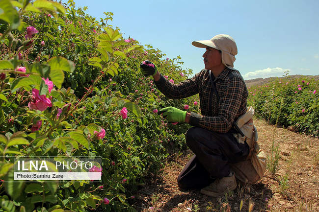 ۸اردیبهشت، روز ملی میمند