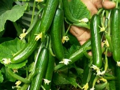تولید سالانه ۸۳۰۰ تن خیار گلخانه ای در آذربایجان غربی