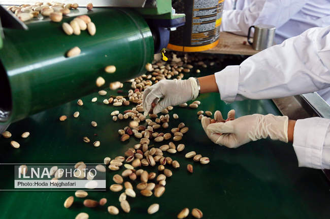 برداشت پسته از باغات نیشابور