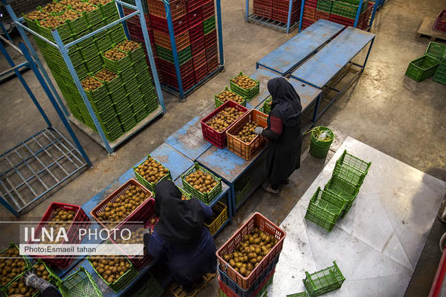 کار و امید، قصه زنان باغ کیوی