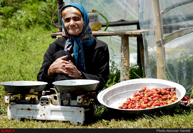 برداشت توت فرنگی در روستای سی دشت رودبار گیلان