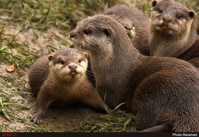 عکس خانوادگی حیوانات