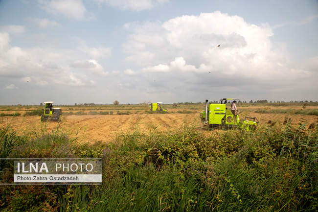 دشت ناز بزرگترین واحد کشت و صنعت مدرن در شمال کشور 