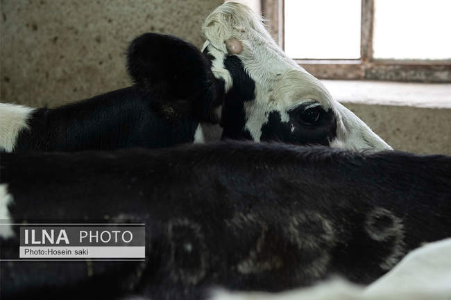 خودکفایی در تولید شیر با تلیسه نمونه