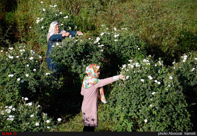 جشنواره گلابگیری در روستای گیلده شفت گیلان