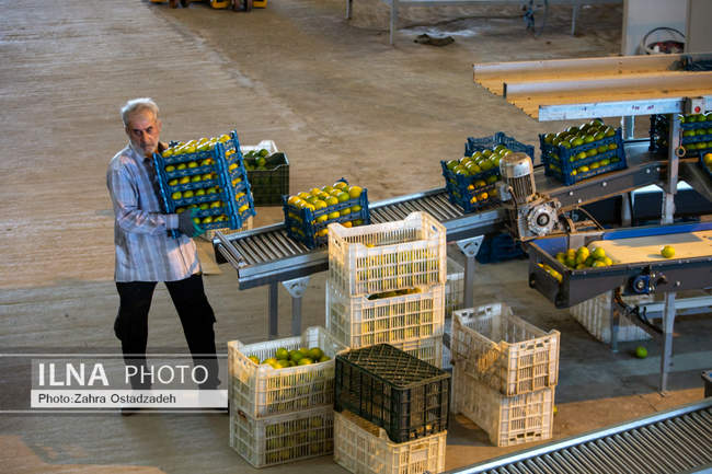 دشت ناز بزرگترین واحد کشت و صنعت مدرن در شمال کشور 