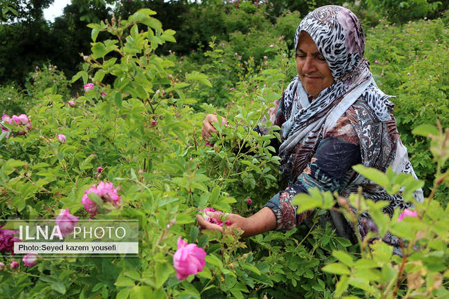 جشنواره برداشت گل محمدی در روستای عنصرود