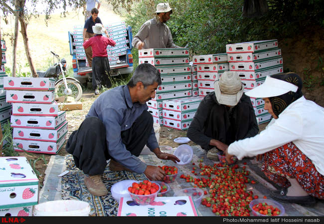  برداشت توت فرنگی در روستای شیان در سنندج