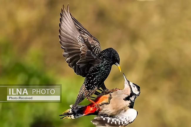  نبرد  یک دارکوب با سار 