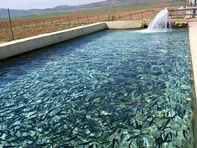  فعالیت ۶ مزرعه پرورش ماهی با ظرفیت ۱۴۰ تن در شهرستان کوهدشت