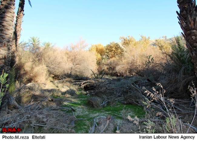 نخلستان توکَلی در بخش گله دار از شهرستان مُهر