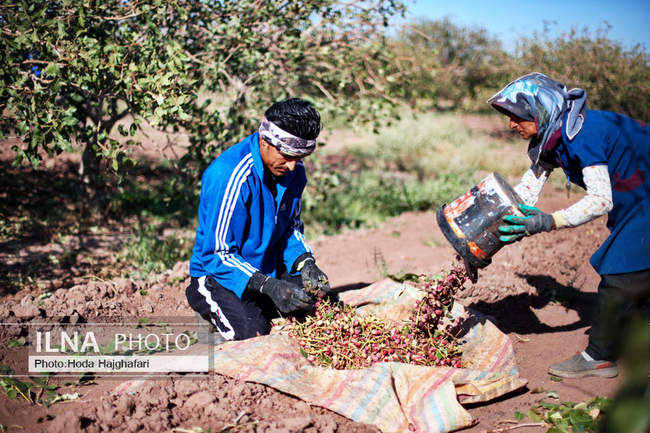 برداشت پسته از باغات نیشابور