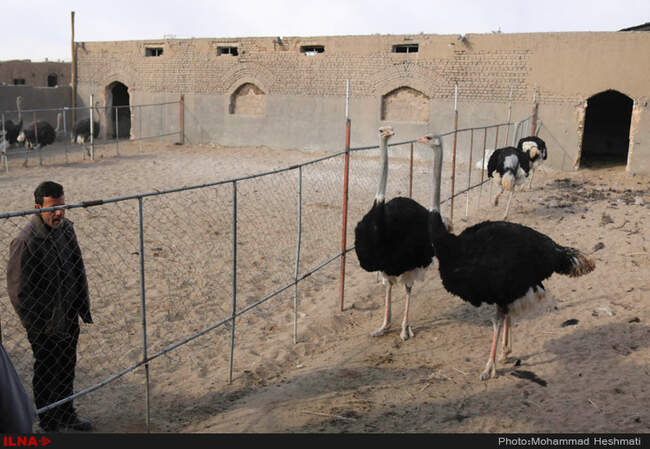 پرورش شترمرغ در سبزوار‎