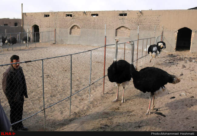 پرورش شترمرغ در سبزوار‎