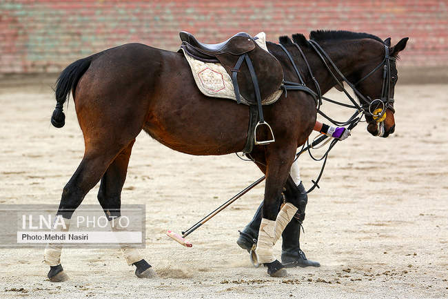 مسابقه فینال چوگان بین کانون چوگان البرز و بسپارشیمی