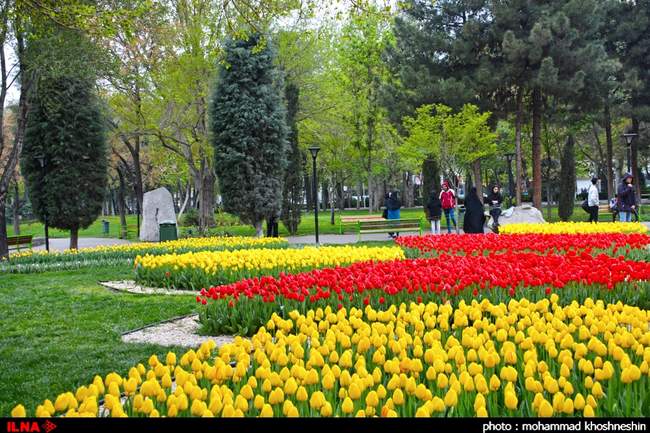 جشنواره گلهای پیازی توسط شهرداری مشهد مقدس در پارک ملت