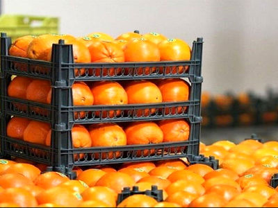 توزیع میوه شب عید تهرانی‌ها از فردا