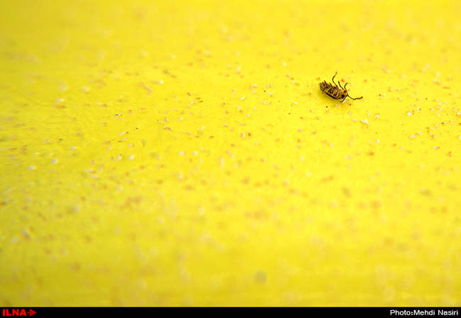 خیابانهای تهران در تصرف سفید بالک ها