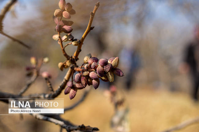 باغستان سنتی؛ میراث کهن مردم قزوین 