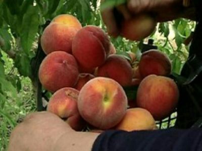 آغاز برداشت هلو از باغات آذربایجان‌غربی