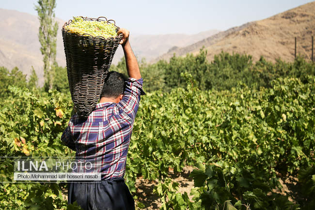 مراسم سنتی کشمش “بولاو” در روستای “دولاب سنندج 