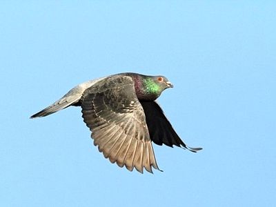 کبوتری که پدر دو کودک را کشت+تصاویر 