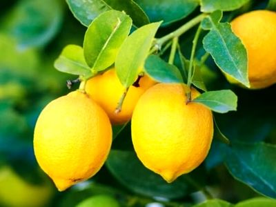 با خوردن این میوه جلوی سکته مغزی را بگیرید 