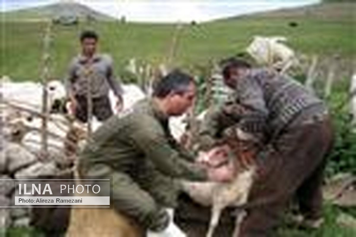انجام مایه کوبی آبله در گله های گوسفند استان گیلان