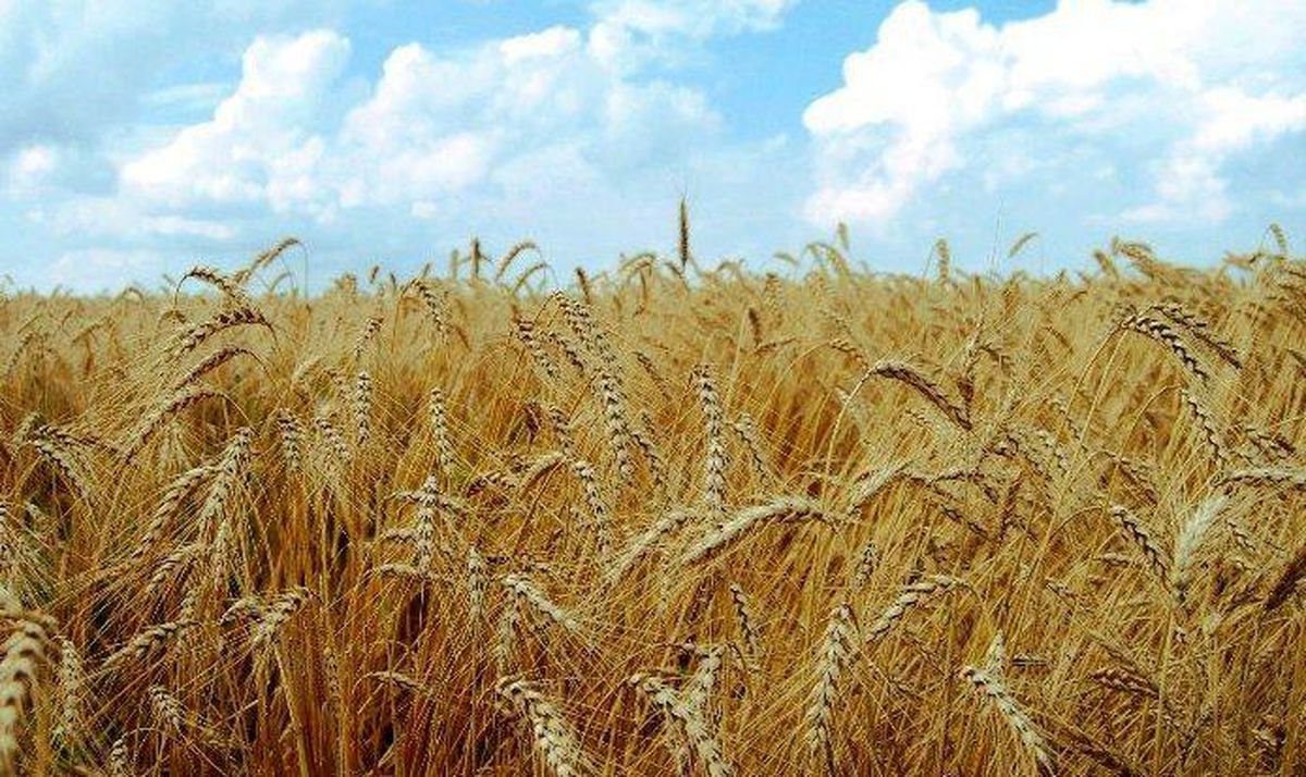 خرید تضمینی ۵۵۰ هزار تن گندم در ۲۰ روز گذشته/ خوزستان رکورددار است 