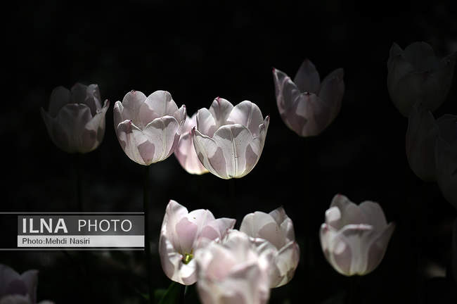 باغ لاله های آسارا 