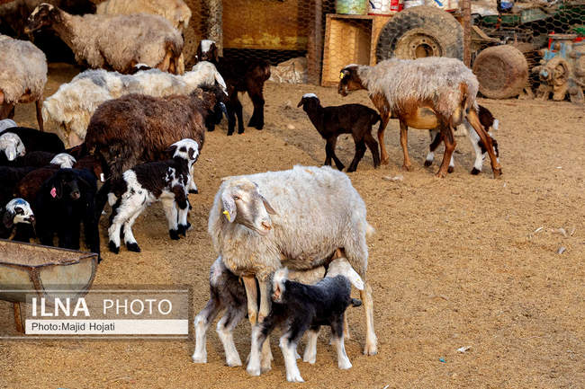 مزرعه دامپروری چپرقویمه، در مسیر محرومیت زدایی