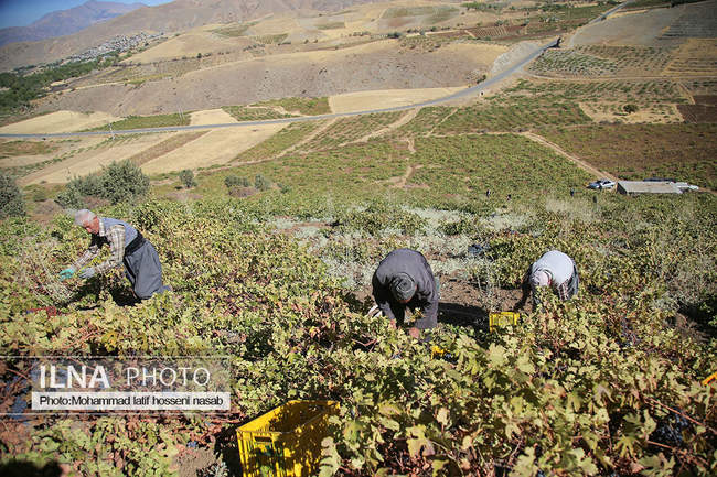 برداشت انور طلای سیاه در کردستان روستای پایگلان 