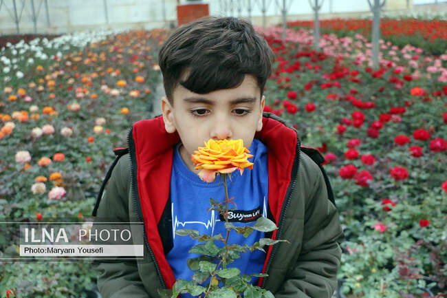 دهکده رزهای هلندی در صوفیان 