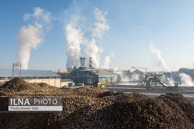 تولید شکر از چغندر قند 