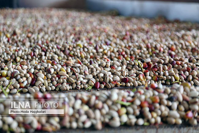 برداشت پسته از باغات نیشابور