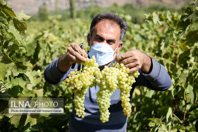 مراسم سنتی کشمش “بولاو” در روستای “دولاب سنندج 
